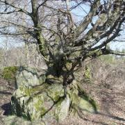 arbre de vie marcenod