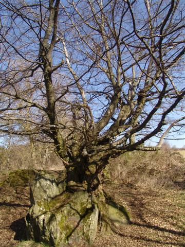 Dsc01598 small 1